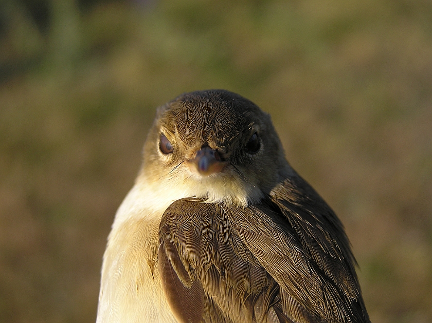 European Reed Warbler, Sundre 20080604